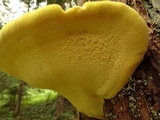 Tyromyces amarus image
