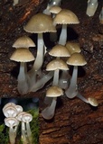 Roridomyces austrororidus image