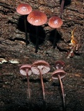 Mycena kurramulla image