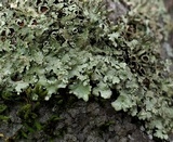 Xanthoparmelia cumberlandia image