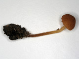 Flammulaster muricata image