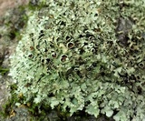 Xanthoparmelia cumberlandia image