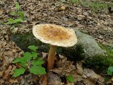 Amanita amerirubescens image