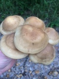 Lyophyllum decastes image