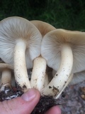 Lyophyllum decastes image