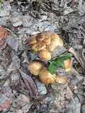 Lyophyllum decastes image