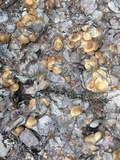 Lyophyllum decastes image