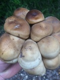 Lyophyllum decastes image