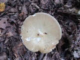 Melanoleuca alboflavida image
