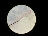 Melanoleuca alboflavida image