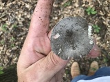 Amanita sect. Vaginatae image