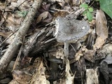 Amanita sect. Vaginatae image