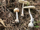 Amanita roseitincta image