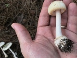 Amanita roseitincta image