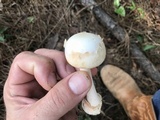 Amanita roseitincta image