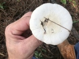 Amanita roseitincta image