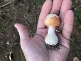 Amanita roseitincta image