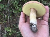 Boletus pseudopinophilus image