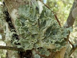 Parmotrema hypoleucinum image