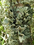 Parmotrema hypoleucinum image
