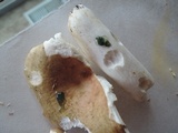 Russula cyanoxantha image