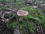 Tylopilus felleus image
