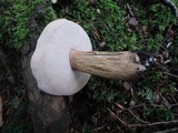 Tylopilus felleus image