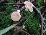 Russula pusilla image