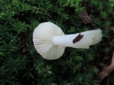 Russula pusilla image