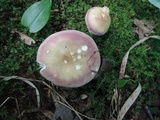 Russula xerampelina image