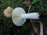 Russula xerampelina image