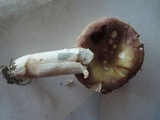 Russula xerampelina image