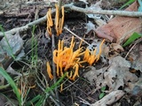 Clavulinopsis amoena image