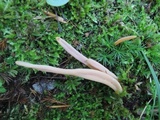 Clavaria argillacea image