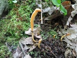 Clavaria argillacea image