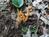 Clavaria argillacea image