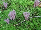 Clavaria zollingeri image