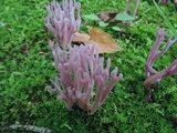 Clavaria zollingeri image