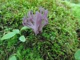 Clavaria zollingeri image