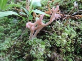 Clavaria rubicundula image