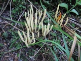 Clavaria acuta image