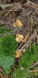 Otidea unicisa image