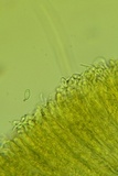 Otidea unicisa image
