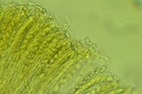 Otidea unicisa image