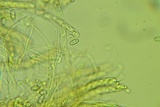 Otidea unicisa image
