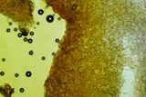 Otidea unicisa image