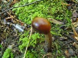 Elaphocordyceps capitata image