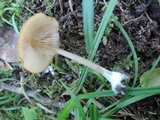 Entoloma formosum image