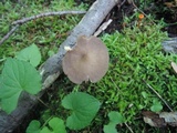 Entoloma lagenicystis image
