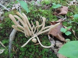 Clavaria fumosa image